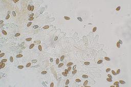 Inosperma pisciodorum