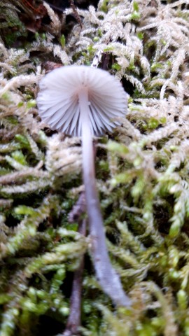 Mycena leptocephala