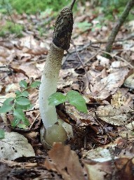 Phallus impudicus