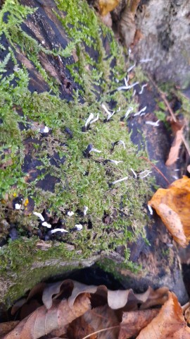 Xylaria hypoxylon