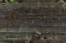 Cribraria oregana
