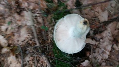 Russula virescens