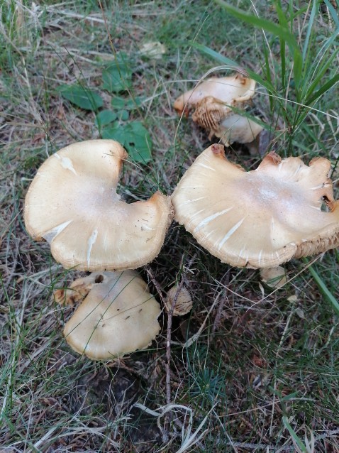 Cortinarius caperatus