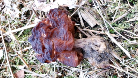 Gyromitra esculenta