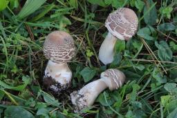 Chlorophyllum brunneum