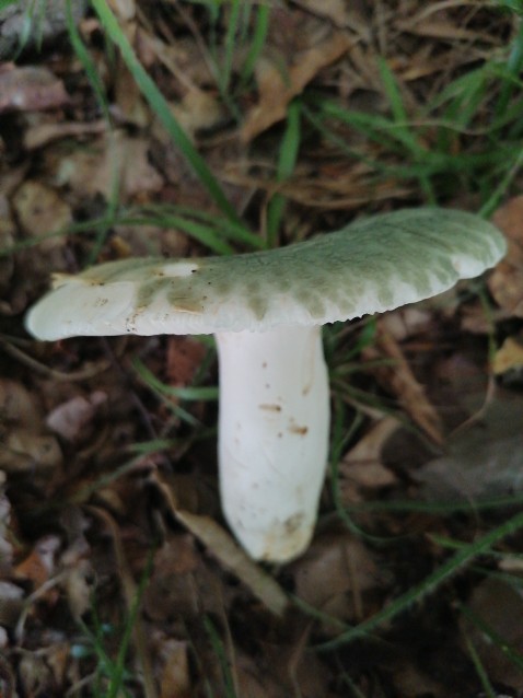 Russula virescens