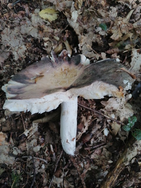 Russula cyanoxantha