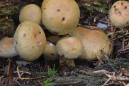 Cortinarius subtortus