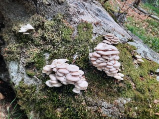 Pleurotus pulmonarius