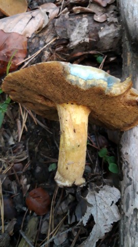 Suillus variegatus