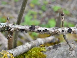 Sclerencoelia fraxinicola