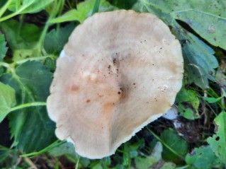 Lactarius pyrogalus