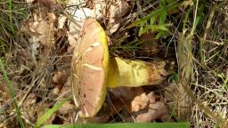 Butyriboletus fechtneri