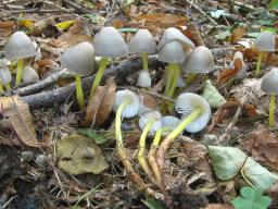 Mycena viscosa