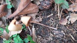 Conocybe pubescens