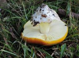 Amanita caesarea