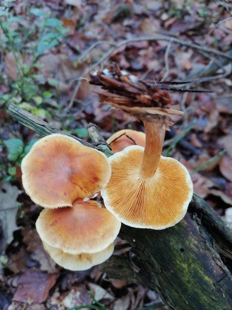 Pholiota squarrosa