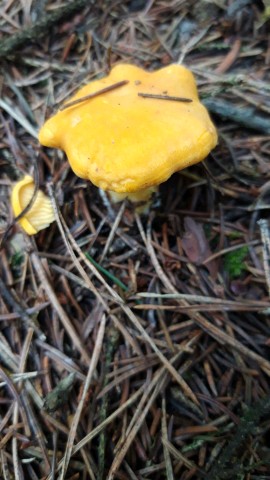 Cantharellus cibarius