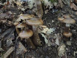 Hygrophorus persoonii