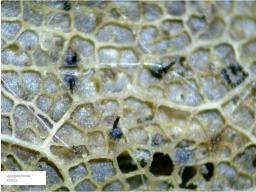 Apiognomonia hystrix
