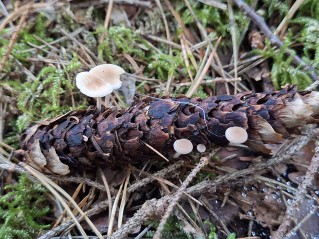 Baeospora myosura
