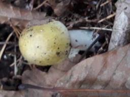 Amanita phalloides