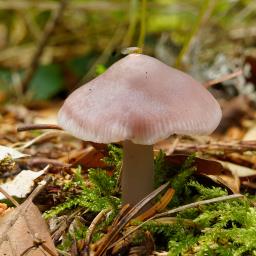 Mycena rosea