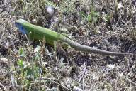 Lacerta viridis