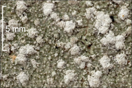 Pertusaria amara f. amara