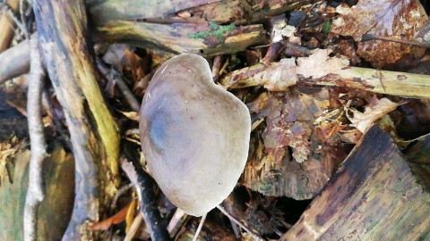 Pluteus cervinus