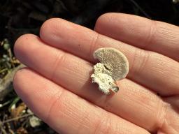 Irpex lacteus