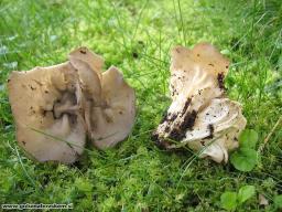 Helvella acetabulum