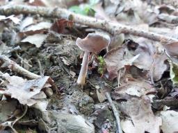 Helvella macropus