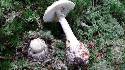 Amanita citrina