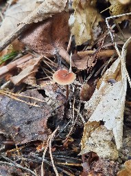 Auriscalpium vulgare