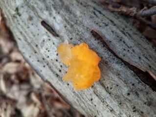 Tremella mesenterica