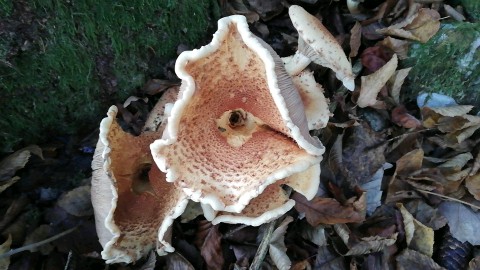 Pholiota squarrosa