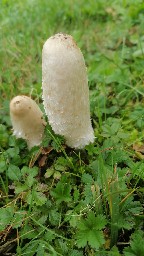 Coprinus comatus