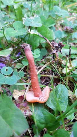 Laccaria laccata