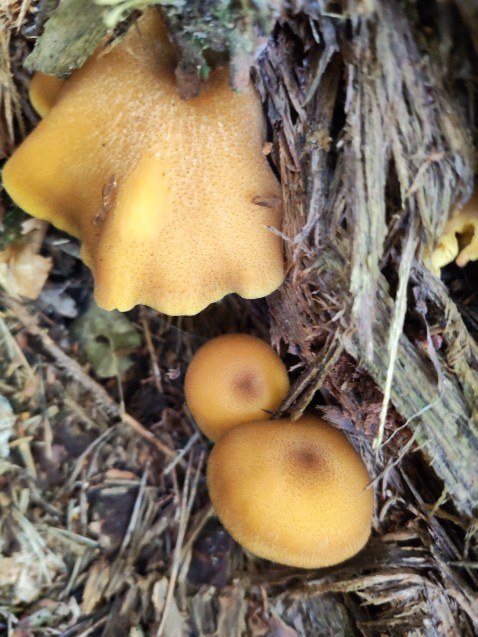 Tricholomopsis decora