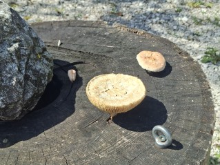 Neolentinus lepideus