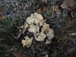 Cantharellus ferruginascens