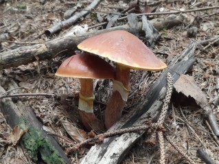 Suillus grevillei