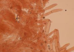 Cortinarius pratensis