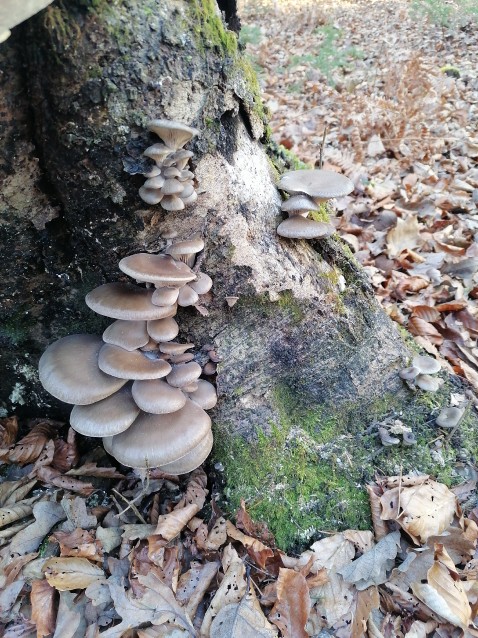 Pleurotus ostreatus