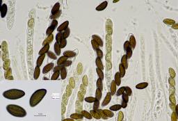 Hypoxylon fraxinophilum