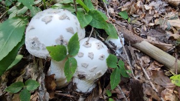 Amanita strobiliformis