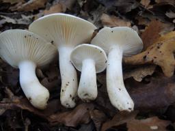 Hygrophorus penarioides