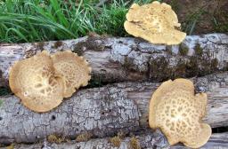 Polyporus tuberaster