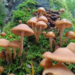 Psathyrella piluliformis